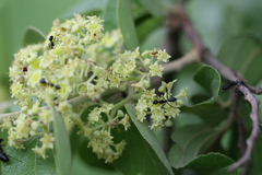 Ziziphus xylopyrus